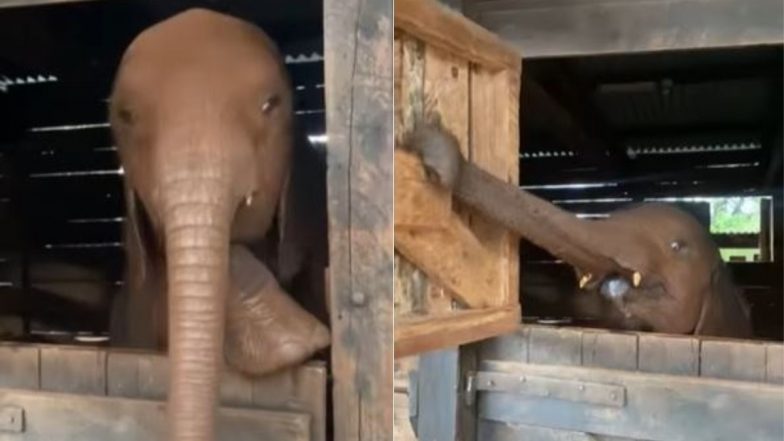 Viral Video: सोने से पहले अपने बेडरूम का दरवाजा कुछ इस तरह से बंद करता है नन्हा हाथी, उसकी समझदारी देख आप भी हो जाएंगे फैन