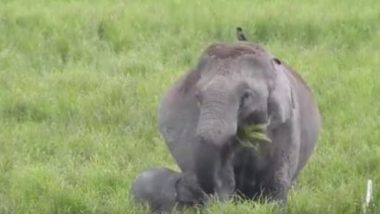 काजीरंगा जंगल में घास खाते समय नन्हे हाथी को दूध पिलाती दिखी हथिनी, सोशल मीडिया पर छाया यह मनमोहक वीडियो (Watch Viral Video)