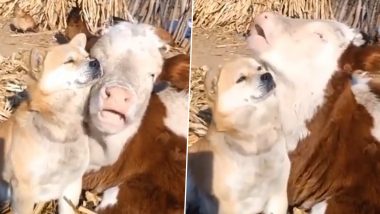 गाय और कुत्ते के बीच दिखा दोस्ती का खूबसूरत रिश्ता, एक-दूसरे पर कुछ इस अंदाज में लुटाया प्यार (Watch Viral Video)