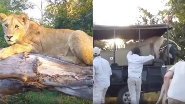 जंगल में खड़ी गाड़ी में अचानक घुस गया खूंखार शेर, फिर जो हुआ... Viral Video देख नहीं होगा आंखों पर यकीन