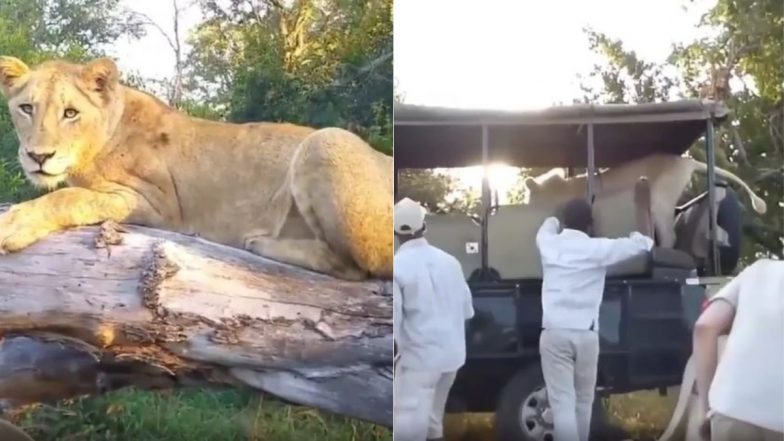 जंगल में खड़ी गाड़ी में अचानक घुस गया खूंखार शेर, फिर जो हुआ... Viral Video देख नहीं होगा आंखों पर यकीन