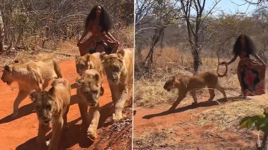 खूंखार शेरनियों के झुंड में अकेली चलती लड़की का वीडियो हुआ वायरल, नजारा देखकर आप भी हो जाएंगे हैरान (Watch Viral Video)