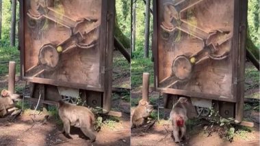 इंसानों की तरह दिमाग लगाकर बंदर ने असानी से सुलझा ली पहेली, जानवर की स्मार्टनेस देख फिदा हुए लोग (Watch Viral Video)