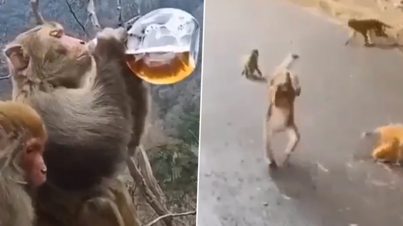 Drunk Monkey Viral Video: शराब के नशे में धुत बंदर ने की अजीबो-गरीब हरकत, मजेदार वीडियो देख हंसी से लोटपोट हो जाएंगे आप