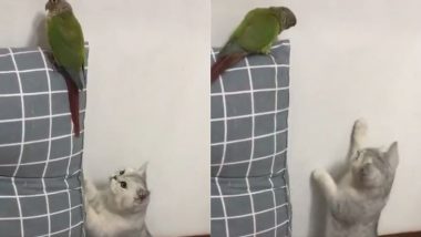 बिल्ली मौसी चली थी तोते को टशन दिखाने, लेकिन उसका दांव पड़ गया उल्टा और फिर हुआ ये... (Watch Viral Video)
