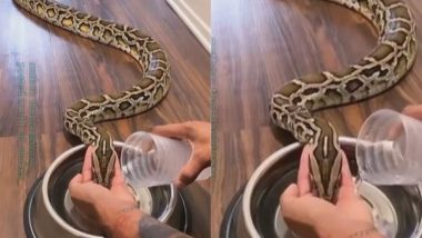 Python Drinks Water: अजगर और इंसान की दोस्ती! प्यासे सांप को पानी पिलाते शख्स का हैरान करने वाला वीडियो हुआ वायरल