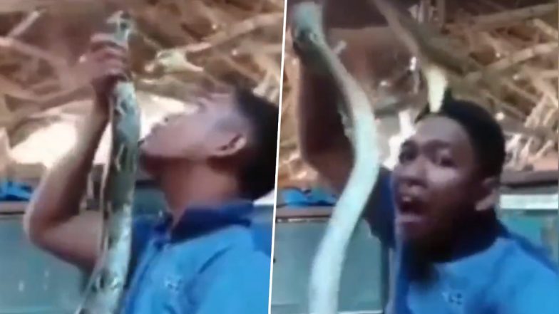 सांप के साथ खिलवाड़ कर रहा था लड़का, तभी नागराज ने किया कुछ ऐसा... Viral Video देख दंग रह जाएंगे आप