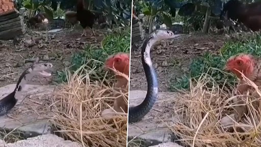Viral Video: अपने बच्चों की जान बचाने के लिए खतरनाक सांप से जा भिड़ी मां मुर्गी, जानें क्या हुआ इस खूनी जंग का अंजाम