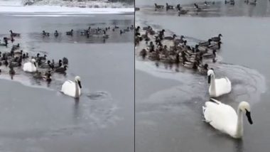 Viral Video: हंसों के जोड़े ने की बत्तखों की मदद, झील में जमी बर्फ को तोड़कर इस तरह से बनाया रास्ता