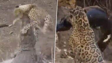 Viral Video: तालाब किनारे पानी पी रहा था तेंदुआ, अचानक मगरमच्छ ने कर दिया हमला, उसके बाद जो हुआ देख रह जाएंगे दंग