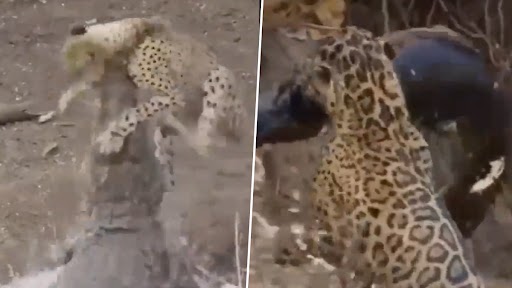 Viral Video: तालाब किनारे पानी पी रहा था तेंदुआ, अचानक मगरमच्छ ने कर दिया हमला, उसके बाद जो हुआ देख रह जाएंगे दंग