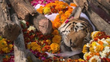 Last Rites of Tigress Collarwali: पेंच की कोलारवाली बाघिन का किया गया अंतिम संस्कार, IFS ऑफिसर प्रवीन कासवान ने कहा- 'ऐसा नजारा भारत में मिल सकता है'