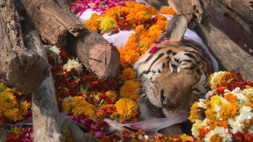 Last Rites of Tigress Collarwali: पेंच की कोलारवाली बाघिन का किया गया अंतिम संस्कार, IFS ऑफिसर प्रवीन कासवान ने कहा- 'ऐसा नजारा भारत में मिल सकता है'