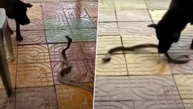 King Cobra and Dog Fight: अपने मालिक को सांप से बचाने के लिए कुत्ते ने की जानलेवा किंग कोबरा से लड़ाई, ऐसे उतारा मौत के घाट
