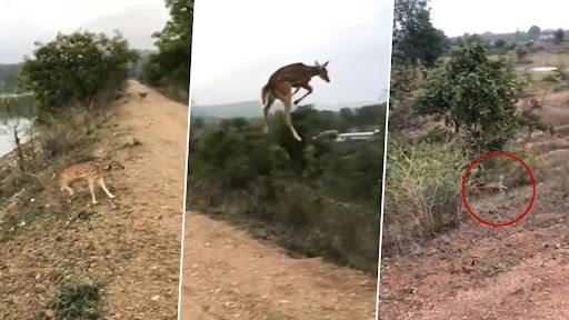 उड़ता हुआ हिरण 7 फीट हवा में उछला और जमीन पर कूदा, वीडियो देख लोग रह गए दंग