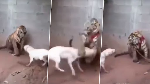 Pitbull and Tiger Fight: पिटबुल डॉग और टाइगर के बीच हुई लड़ाई, देखें कौन जीता?
