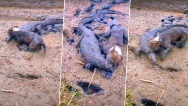 Dog Hunted Crocodile: कुत्ते ने किया खतरनाक मगरमच्छ का शिकार, मुंह से पकड़कर ऐसे निकाला कीचड़ से बाहर