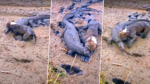 Dog Hunted Crocodile: कुत्ते ने किया खतरनाक मगरमच्छ का शिकार, मुंह से पकड़कर ऐसे निकाला कीचड़ से बाहर