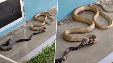 King Cobra VS Krait: दो सांपो में हुई जबरदस्त लड़ाई, करैत ने अपनी पूंछ से किंग कोबरा का गला घोंटा, आगे जो हुआ...देखें वीडियो