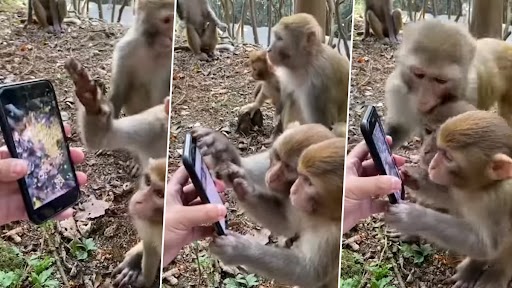 Viral Video: फोन पर बंदरों ने देखा खुद का क्लिप, उनके रिएक्शन का मजेदार वीडियो हुआ वायरल