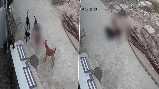 भोपाल में आवारा कुत्तों ने 4 साल की बच्ची को बुरी तरह से नोचा, भयावह वीडियो हुआ वायरल