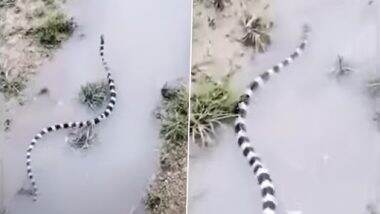 King Cobra: पानी पर बड़ी ही खूबसूरती से तैरता दिखा ज़ेब्रा प्रिंट वाला किंग कोबरा, वीडियो देख रह जाएंगे दंग