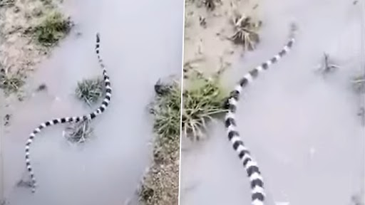 King Cobra: पानी पर बड़ी ही खूबसूरती से तैरता दिखा ज़ेब्रा प्रिंट वाला किंग कोबरा, वीडियो देख रह जाएंगे दंग