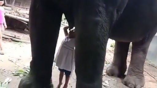 असम में हथिनी का दूध पीती छोटी बच्ची का वीडियो वायरल, इंटरनेट पर पसंद आया दिल छू लेने वाला वीडियो