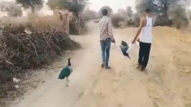Viral Video: अपने पार्टनर की मृत्यु के बाद भी साथी को नहीं छोड़ना चाहता मोर, दिल को छू लेने वाला वीडियो वायरल