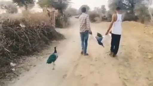 Viral Video: अपने पार्टनर की मृत्यु के बाद भी साथी को नहीं छोड़ना चाहता मोर, दिल को छू लेने वाला वीडियो वायरल