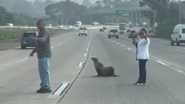 Sea Lion Video: व्यस्त कैलिफ़ोर्निया हाईवे पर दिखाई दिया जिज्ञासु सी लायन, किया गया रेस्क्यू, देखें वायरल वीडियो