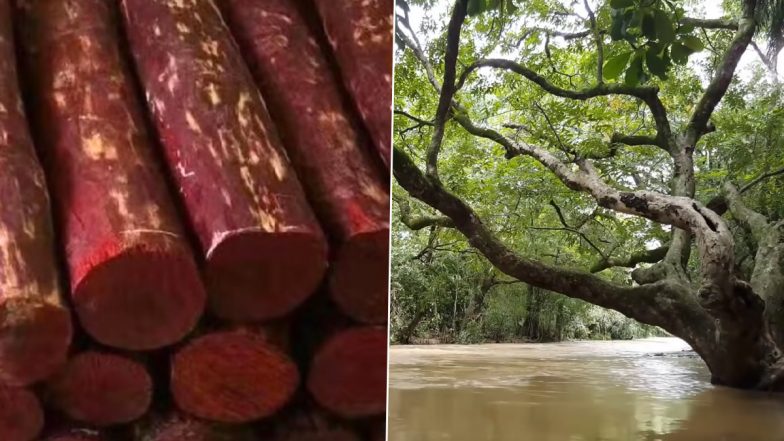 Delhi: फिल्म पुष्पा के किरदार की तरह लाल चंदन की तस्करी ट्रेन के जरिए कर रहे शख्स को पुलिस ने दबोचा