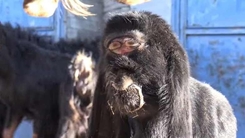 Mutant Goat: दुनिया का सबसे अजीब प्राणी, खोपड़ी के बीच में हैं आंखें, पौराणिक कथाओं में कहा गया है भयानक जानवर