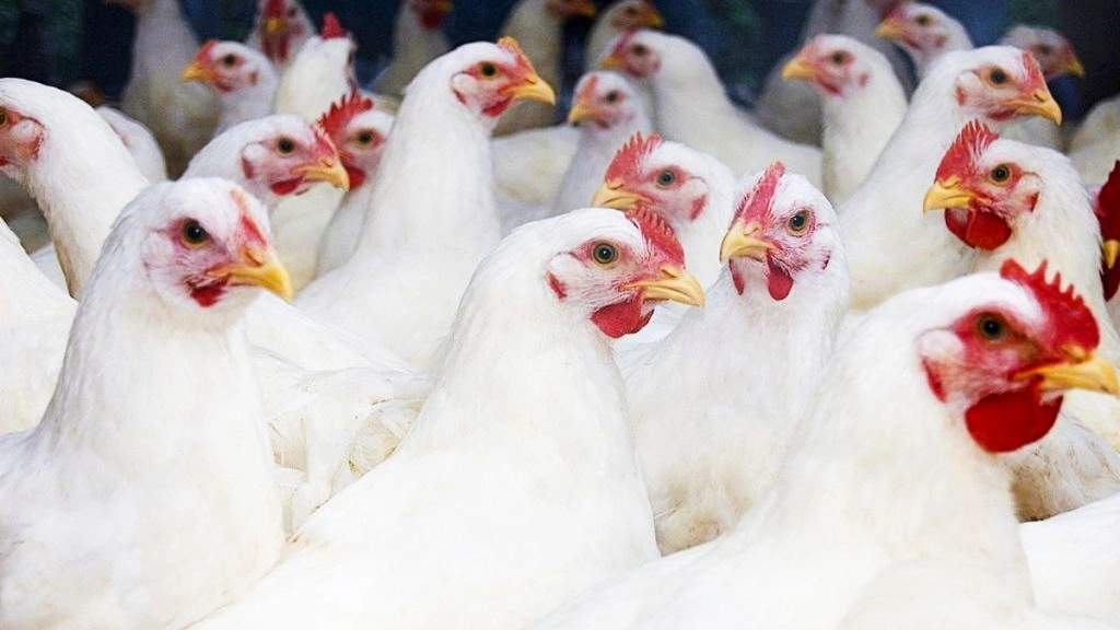 बर्ड फ्लू ने दक्षिण अफ्रीका में पेंगुइन कॉलोनी को खतरे में डाला- मीडिया