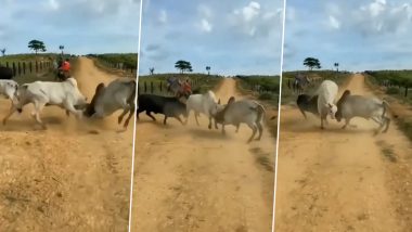 Viral Video: दो बैलों के बीच हुई जबरदस्त भिडंत, दोनों की लड़ाई में कूद पड़ा सांड, फिर जो हुआ...नजारा देख दंग रह जाएंगे आप