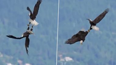Eagle Viral Video: आसमान में उड़ते हुए ईगल के जोड़े ने किया गजब का करतब, मनमोहक वीडियो हुआ वायरल