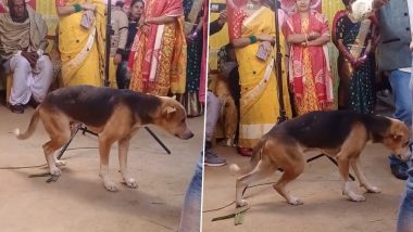 शादी समारोह में बैंड-बाजे की धुन पर जब जमकर नाचने लगा कुत्ता, अपने डांस से लूट ली पूरी महफिल (Watch Viral Video)