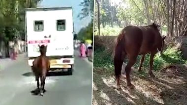 सच्चा प्रेम! बीमार घोड़ी को अस्पताल ले जाते समय दूसरे ने 8 KM तक किया एम्बुलेंस का पीछा, देखें दिल छू लेने वाला वीडियो