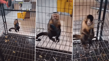 Monkey Steals Mobile: पालतू बंदर दिखाई हाथ की सफाई, मोबाइल फोन चुराकर ऐसे किया मालिक को परेशान