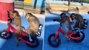 Monkey Viral Video: साथी को पिछली सीट पर बिठाकर नटखट बंदर ने चलाई साइकिल, मजेदार वीडियो हुआ वायरल