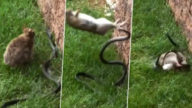 Snake And Rabbit Viral Video: सांप को देखते ही खरगोश ने दिखाया टशन, और फिर दोनों के बीच छिड़ गई खूनी जंग