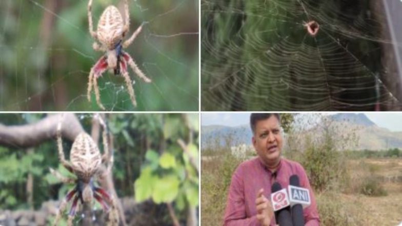 New Species of Spider: गुजरात के जूनागढ़ में मकड़ी की नई प्रजाति ‘नरसिंह मेहता’ की खोज, देखें तस्वीरें