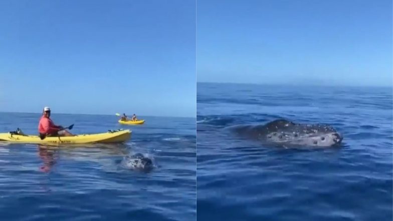 Crocodile Viral Video: समंदर में बोटिंग के दौरान अचानक नाव के पास आ गया मगरमच्छ, फिर जो हुआ... देखें वायरल वीडियो