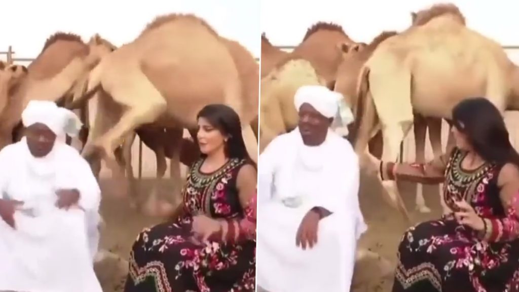 सुंदर महिला के साथ बैठे शख्स को देख ऊंट को हुई जलन, गुस्से में आकर जानवर ने किया कुछ ऐसा (Watch Viral Video)