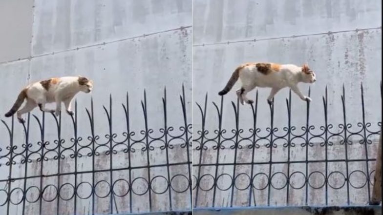 बिल्ली मौसी ने किया कमाल का कैटवॉक, लोहे की नुकीली ग्रिल पर करती दिखी हैरतअंगेज करतब (Watch Viral Video)