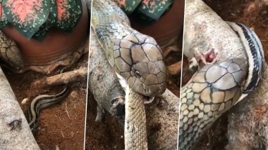 सांप पर किंग कोबरा ने किया पीछे से जानलेवा अटैक, मुंह में दबोच कर पल भर में किया काम तमाम (Watch Viral Video)