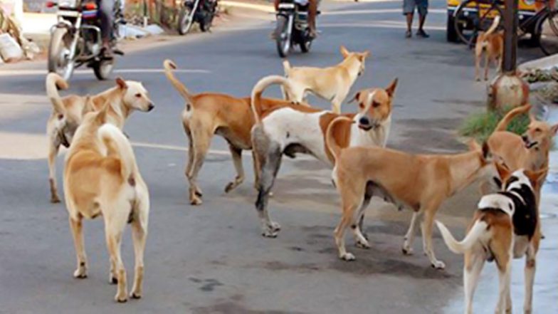 Uttar Pradesh: लखनऊ में आवारा कुत्तों के हमले के बाद लड़के की मौत, बहन की हालत नाजुक