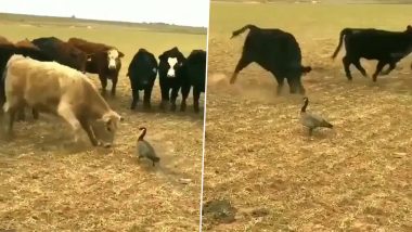 सांडों और गायों के झुंड ने मिलकर घेरा तो अकेली बत्तख ने उन्हें कुछ इस तरह से सिखाया सबक (Watch Viral Video)
