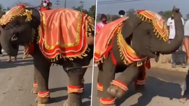 मदमस्त होकर हाथी ने  किया गजब का डांस, गजराज के डांसिंग स्टाइल को देख उसके फैन हो जाएंगे आप (Watch Viral Video)