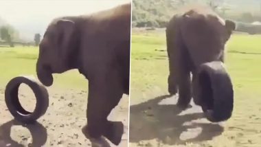 Elephant Viral Video: छोटे बच्चों की तरह गाड़ी के टायर से खेलते हाथी का वीडियो हुआ वायरल, जो दिला देगा आपको बचपन की याद